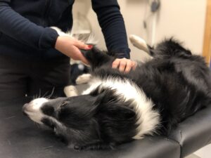 Rehabilitering av hund i Värmland - kommer snart hos Wermlands Hundcenter